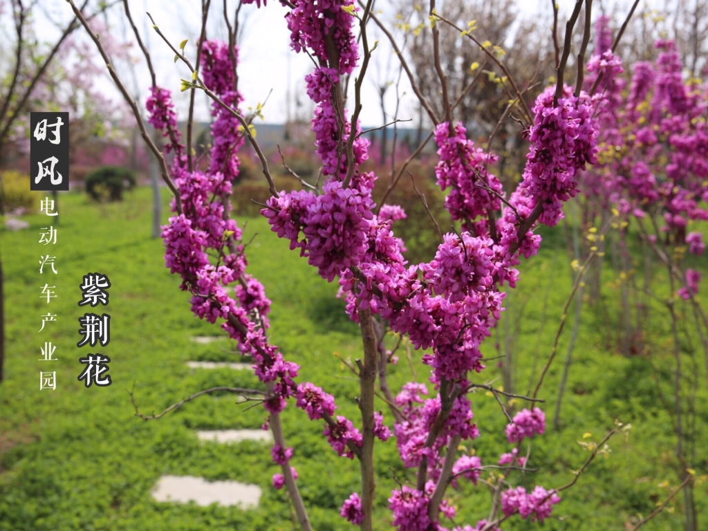 尊龙凯时電動產(chǎn)業(yè)園紫荊花